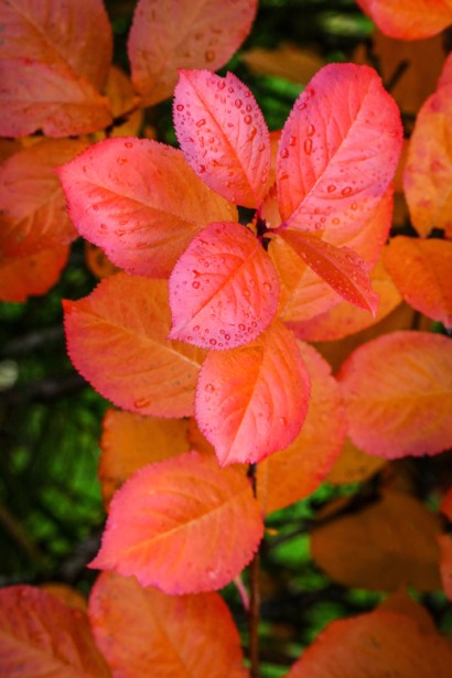 Аронія червоне листя